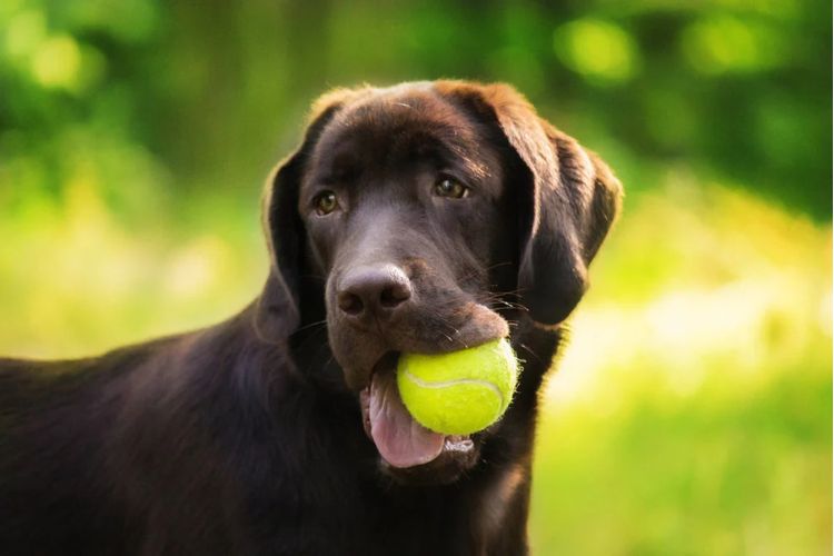 Droge huid bij honden: oorzaken en wat écht helpt