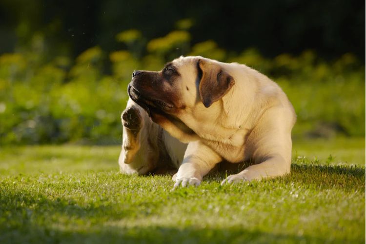 Pollenallergie bij honden: symptomen herkennen en wat écht helpt