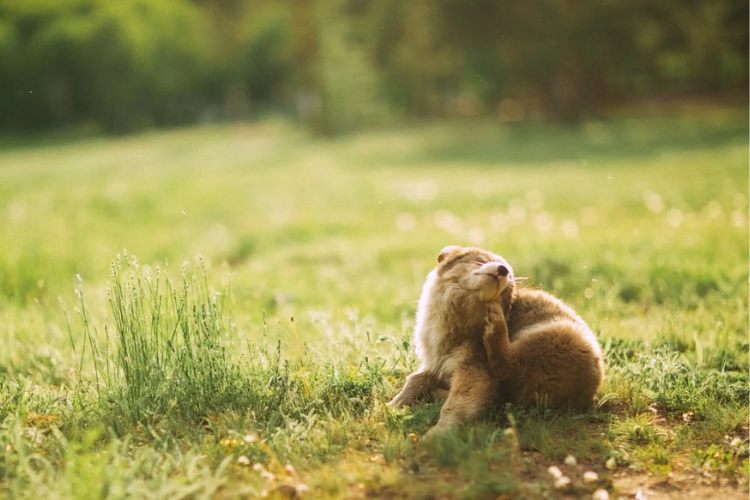 Gistinfectie bij honden: symptomen herkennen en wat écht helpt