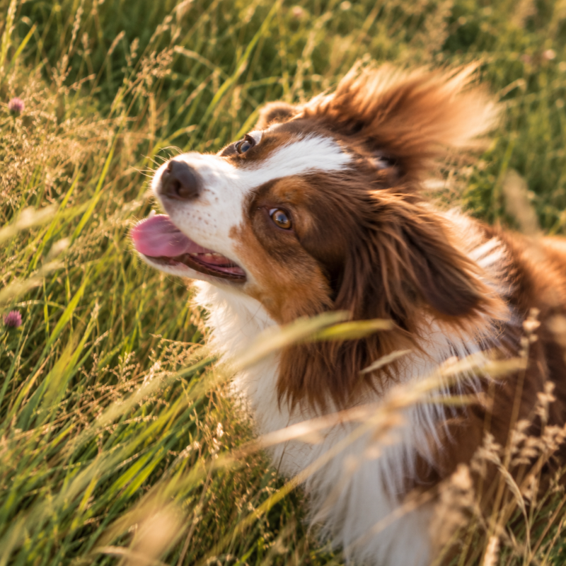 JIJ ZIET HET. JE HOND VOELT HET.