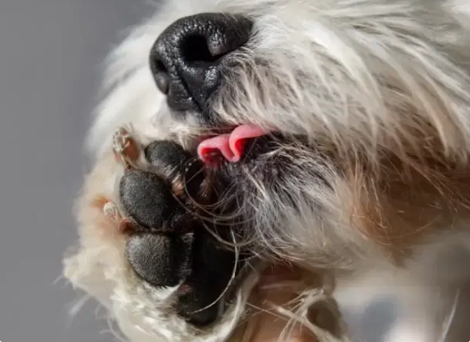 9 van de 10 honden zijn ‘jeukhonden’.*